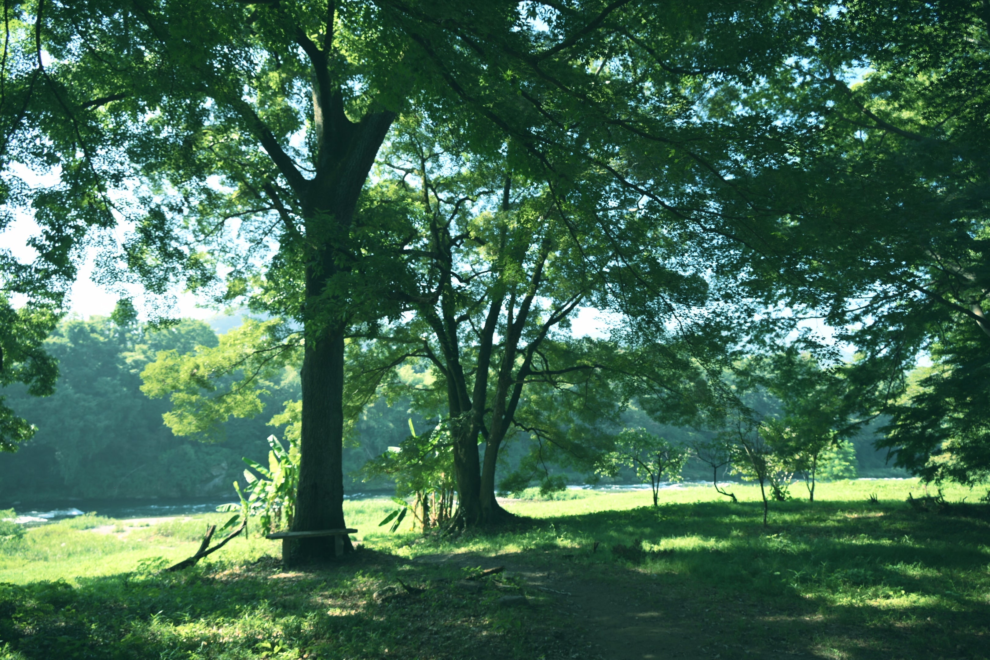 上長瀞の川沿い