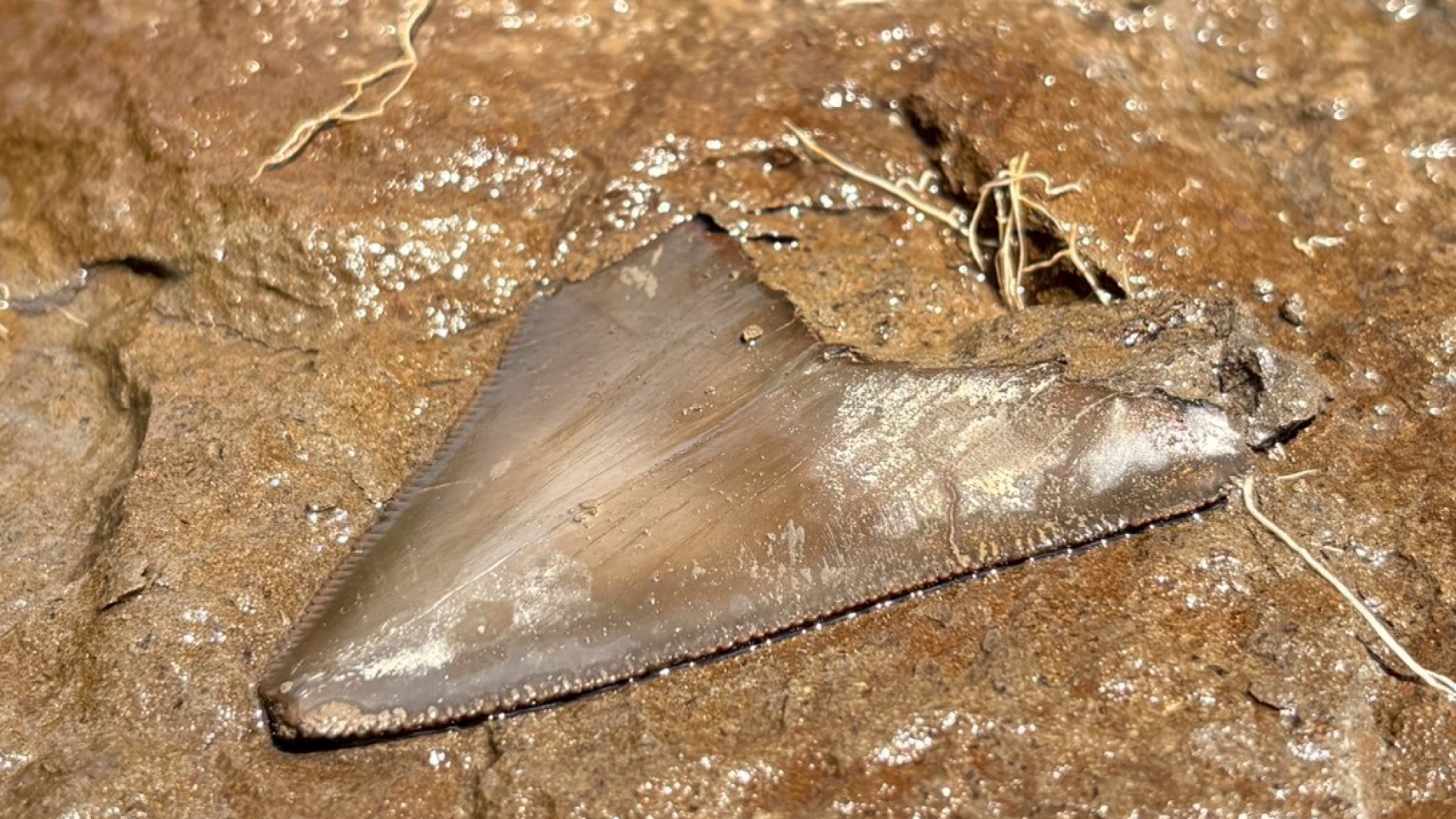 秩父で46年ぶりにメガロドンの歯を発掘！古秩父湾の海獣を探す新プログラム販売開始